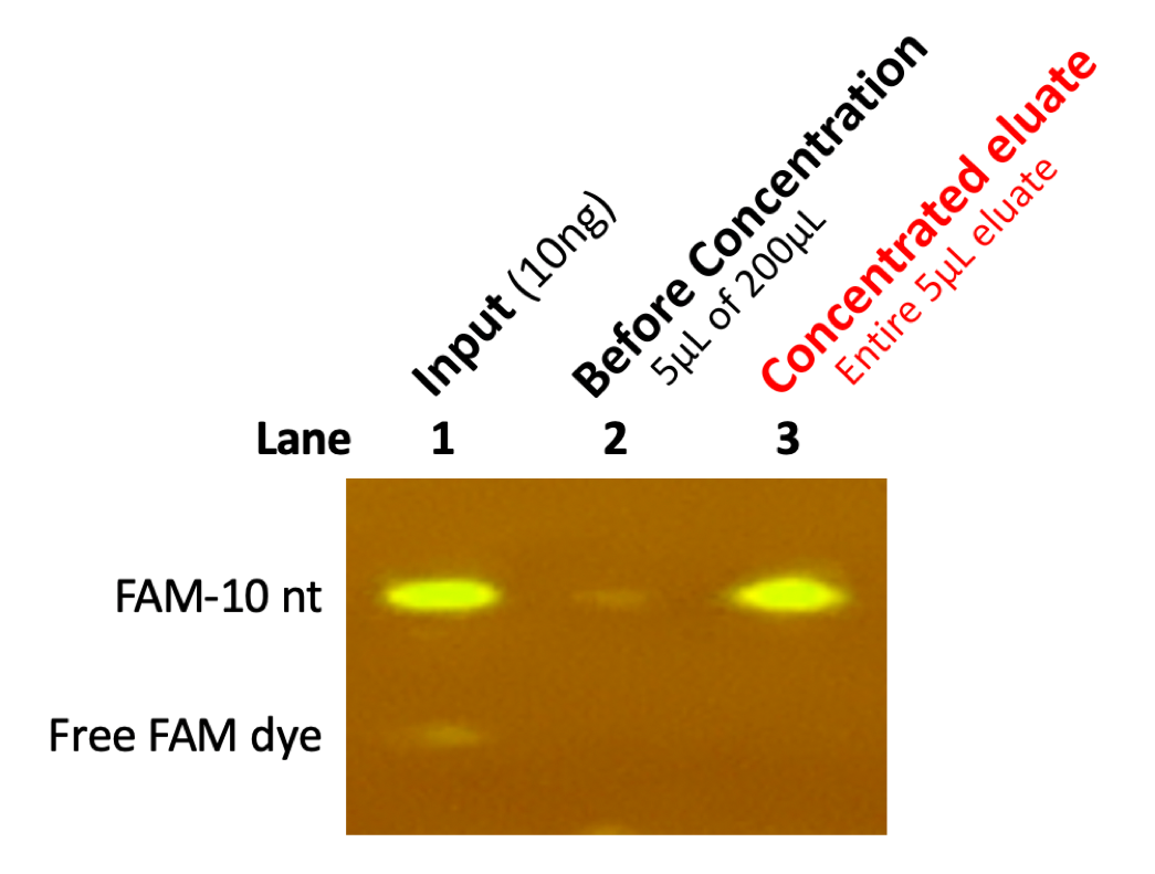 Fig 1. Concentration of a trace 10 nt nucleic acid target