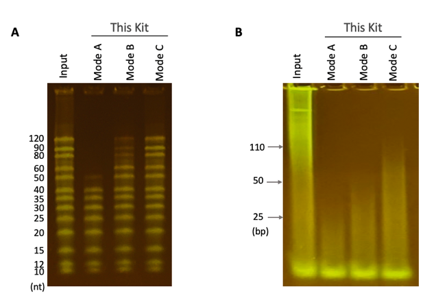 Mode-Selectable Fractionation of ssDNA and dsDNA