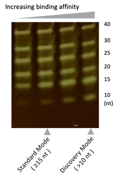 Figure 3 PAGE Gel Results