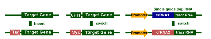 Insert and Switch Tags Diagram